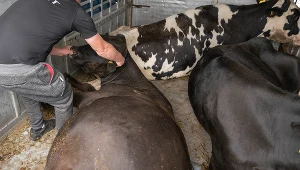 Krowy były przewożone w skandalicznych warunkach