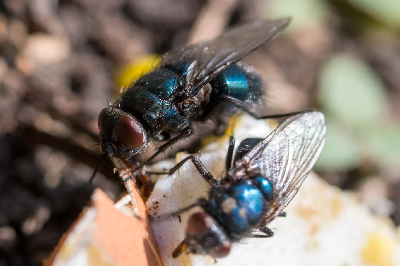 Muchy kojarzą nam się z przenoszonymi przez nie chorobami. Epidemie częściej wywoływane są jednak przez szczury, pchły czy pluskwy