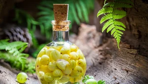 Nalewka z agrestu działa przeciwgorączkowo, przeciwzapalnie i żółciopędnie