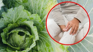 Okłady z liści kapusty doskonale sprawdzą się na bóle reumatyczne, opuchliznę a także u kobiet karmiących piersią