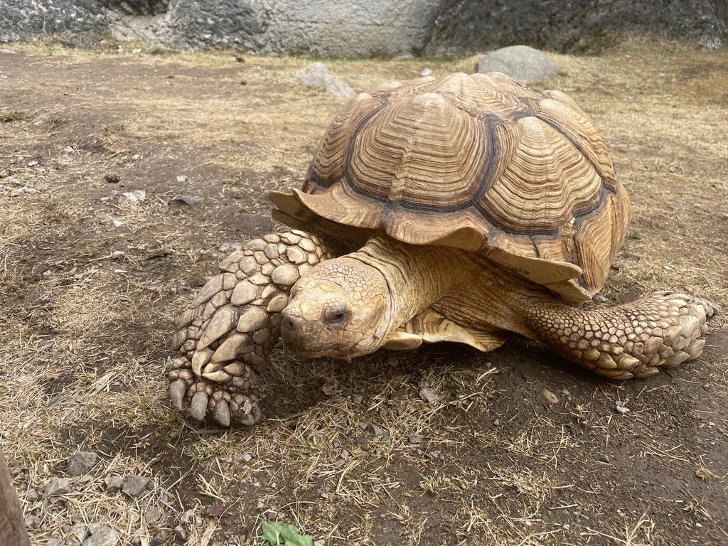 W ZOO zlokalizowanym tuż obok parku wodnego można zobaczyć egzotyczne zwierzęta 