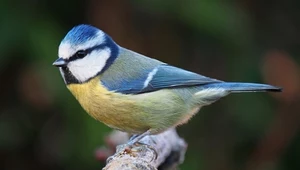 Ptaki tracą swoje barwy. To efekt zmian klimatu