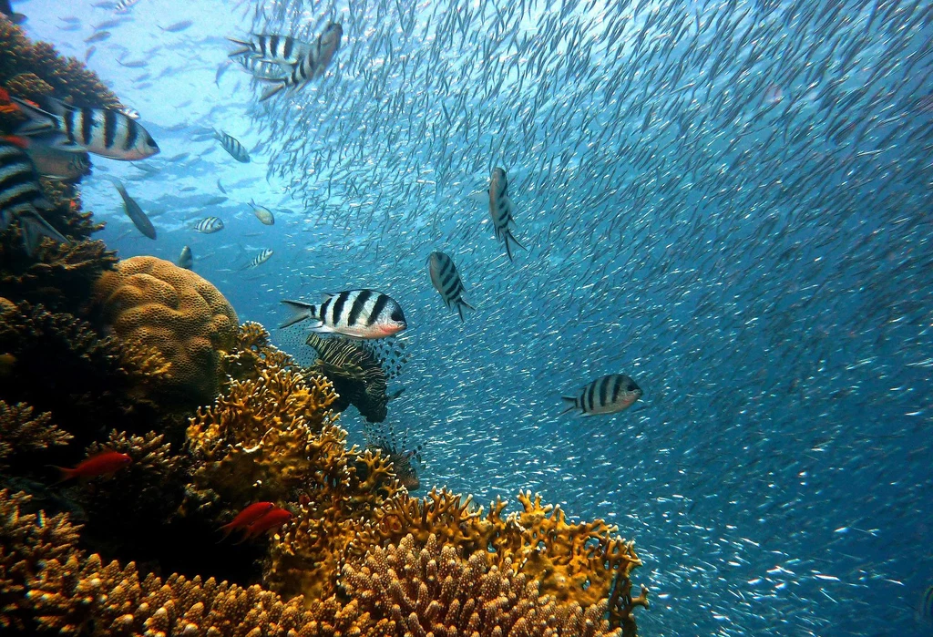 Bioróżnorodność w oceanach jest obecnie największa w historii