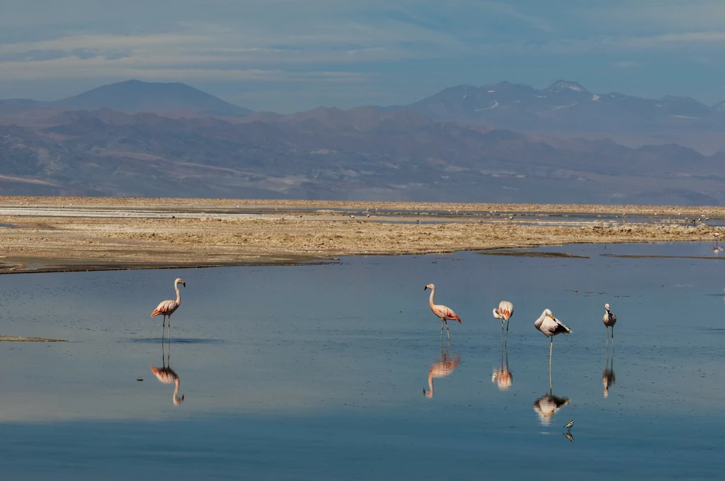 Flamingi w zbiorniku na pustyni Salar de Atacama