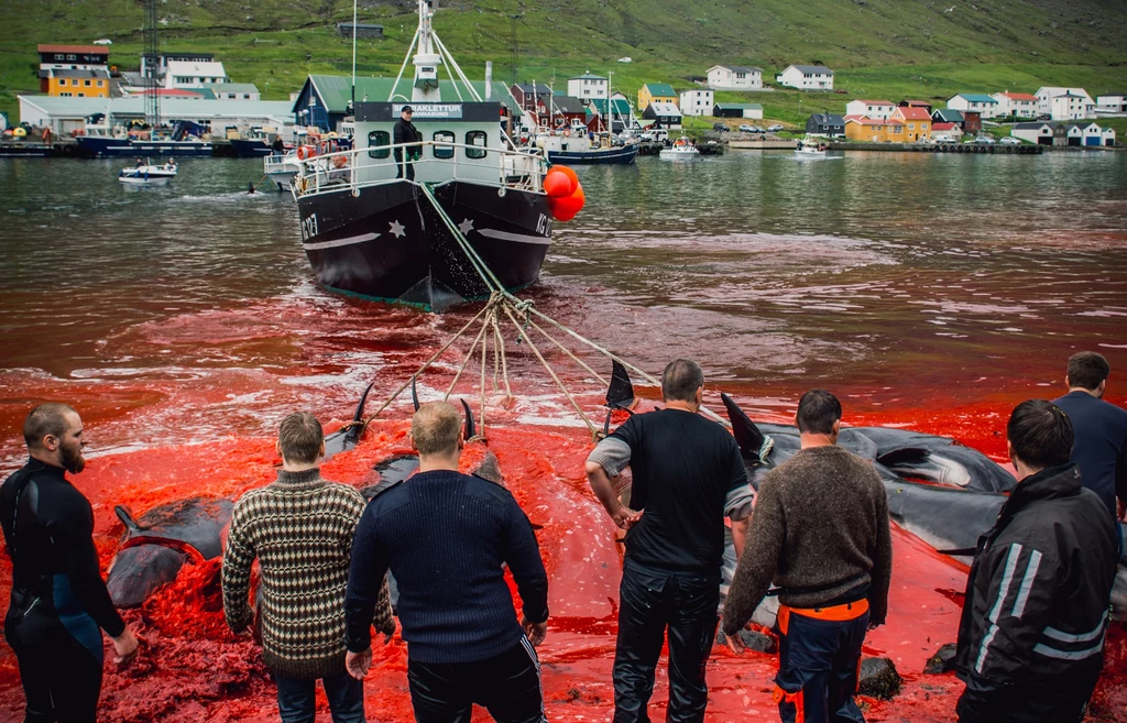 Co roku w ramach tradycji grindadrap na Wyspach Owczych giną tysiące morskich ssaków. Władze po ostrej krytyce postanowiły wprowadzić surowe limity połowów