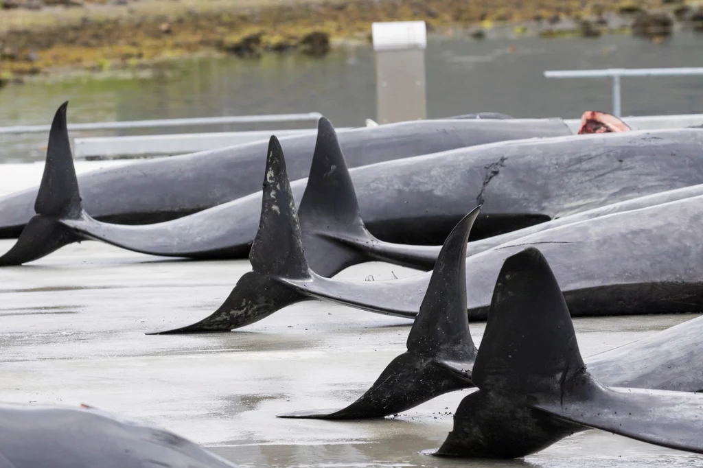 We wrześniu 2021 roku tylko podczas jednego rytuału grindadrap zabito 1,5 tys. delfinów i grindwali. Organizacja Sea Shepherd nazwała to największą masakrą w historii wysp