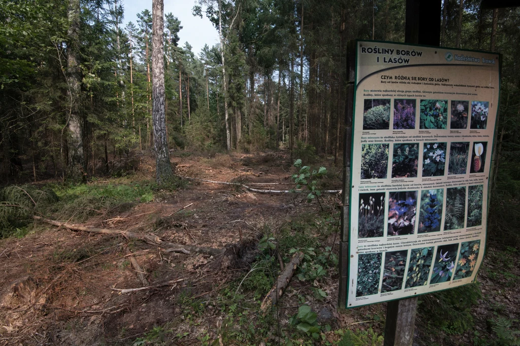 Wycięte świerki w Puszczy Białowieskiej