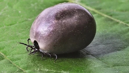 Latem kleszcze są ogromnym utrapieniem. Zwłaszcza tych osób, które przepadają za wypoczynkiem na świeżym powietrzu