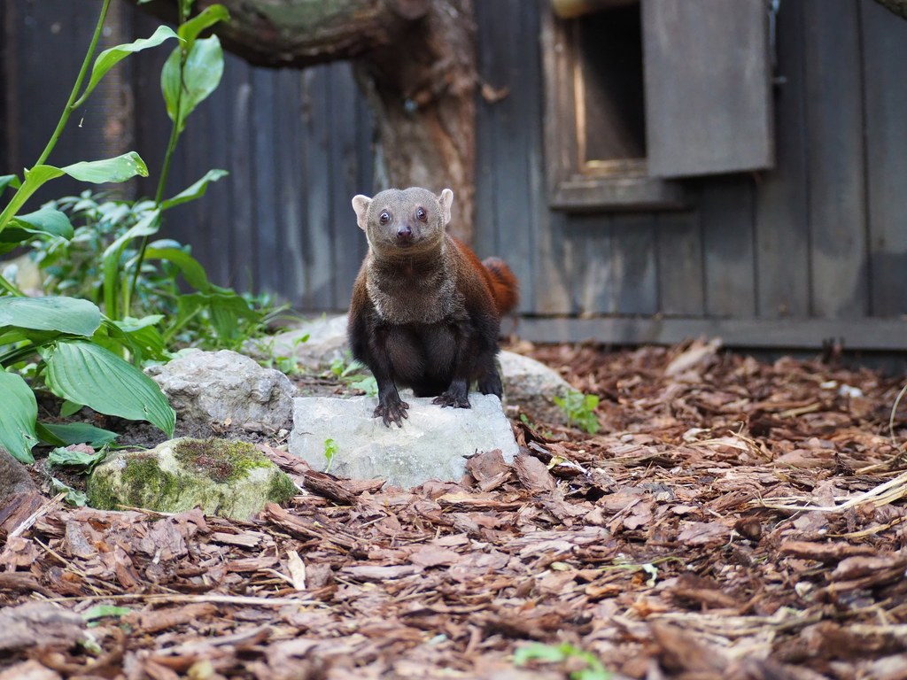 W warszawskim zoo pojawiła się galidia kasztanowata o imieniu Voa. To wyjątkowe zwierzę pochodzi z dalekiego Madagaskaru