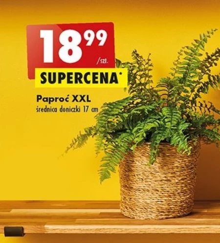 Paprotka