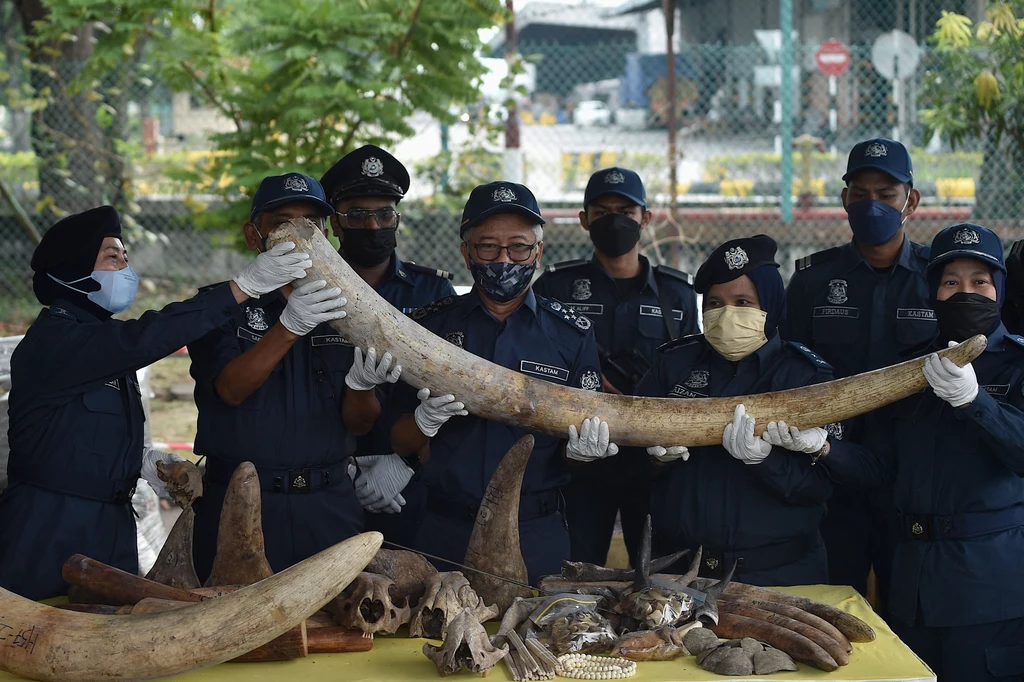 W Malezji zatrzymano przemyt kości i innych materiałów pochodzących od zagrożonych zwierząt. Ich wartość szacuje się na 18 mln dolarów