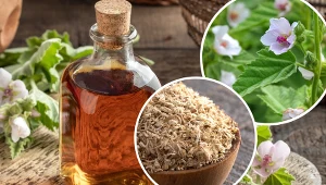 Z prawoślazu lekarskiego sporządza się nalewki lub napary lecznicze przeciwkaszlowe i łagodzące na żołądek