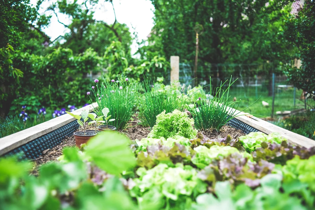 Domowy ogródek może być urodzajny dzięki naturalnym metodom
