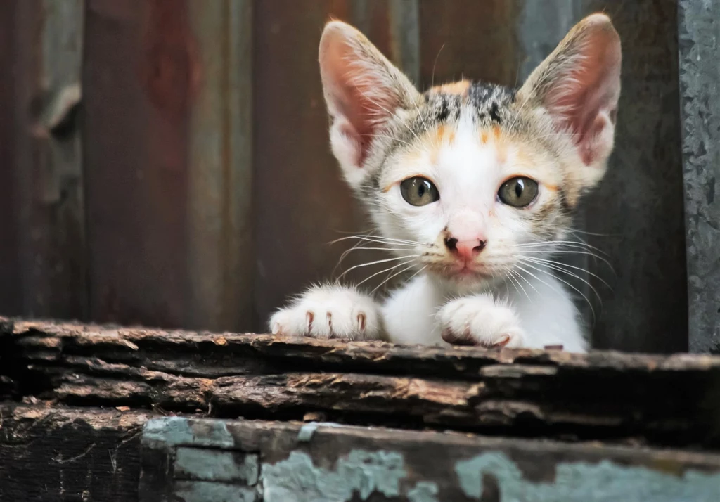 Bezdomne koty to nadal bardzo duży problem niemal w każdym miejscu na świecie. Naukowcy postanowili sprawdzić, jak najlepiej ograniczać ich populację