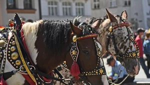 Dorożki konne znikną z rynku w Krakowie. Niestety nie na długo