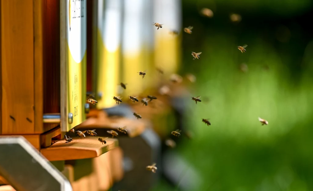 Pszczoły i zapylacze pełnią bardzo ważną rolę w ekosystemie. Owady są szczególnie ważne teraz - gdy plony są zagrożone ze względu na kryzys wywołany wojną w Ukrainie