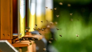 Niedoceniania rola pszczół. Dzięki nim wszyscy mamy jedzenie