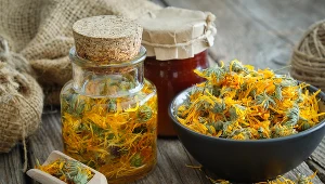 Zbierz kwiaty nagietka i wysusz. Zrób z niej maść lub nalewkę, która czyni cuda