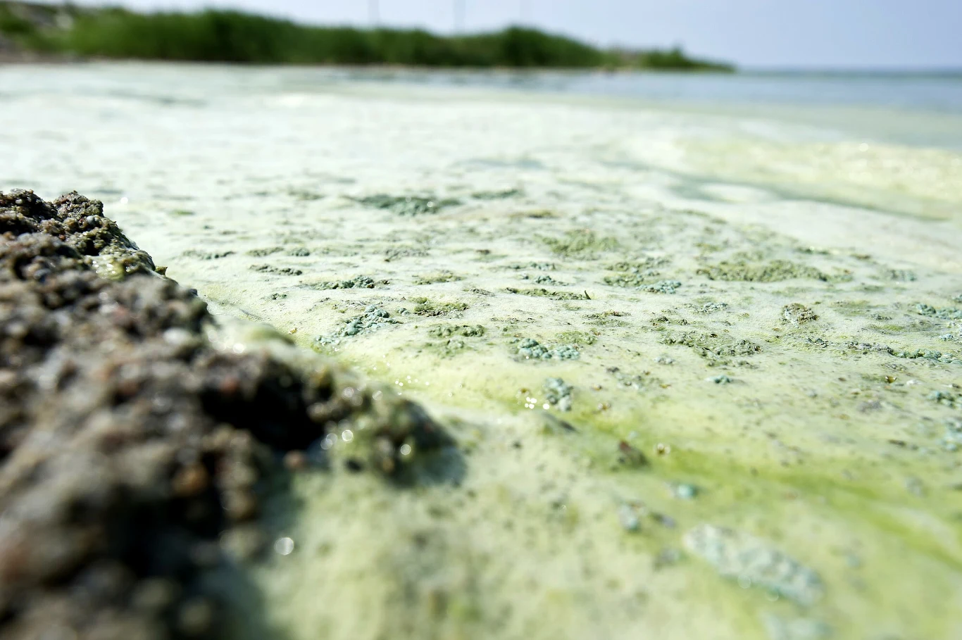 Sinice to niestety częsty widok w Morzu Bałtyckim. Czy zakwity tych organizmów są groźne dla człowieka? Sinice to niestety częsty widok w Morzu Bałtyckim. Czy zakwity tych organizmów są groźne dla człowieka?