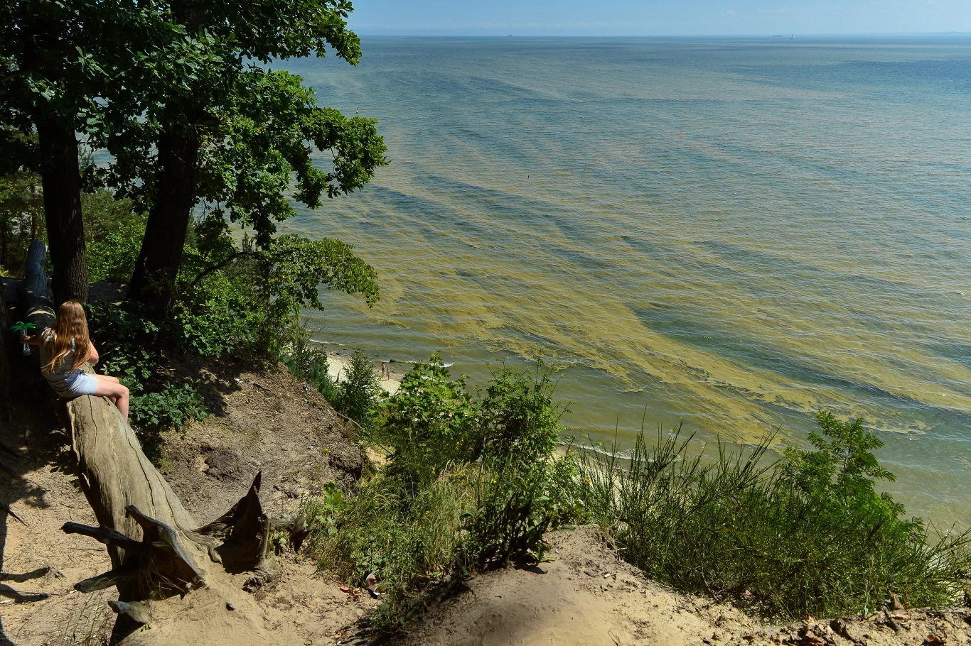 Aby sinice dotarły do plaż, potrzebna jest najpierw bezwietrzna pogoda, a potem wiatr wiejący od strony morza w kierunku brzegu Aby sinice dotarły do plaż, potrzebna jest najpierw bezwietrzna pogoda, a potem wiatr wiejący od strony morza w kierunku brzegu