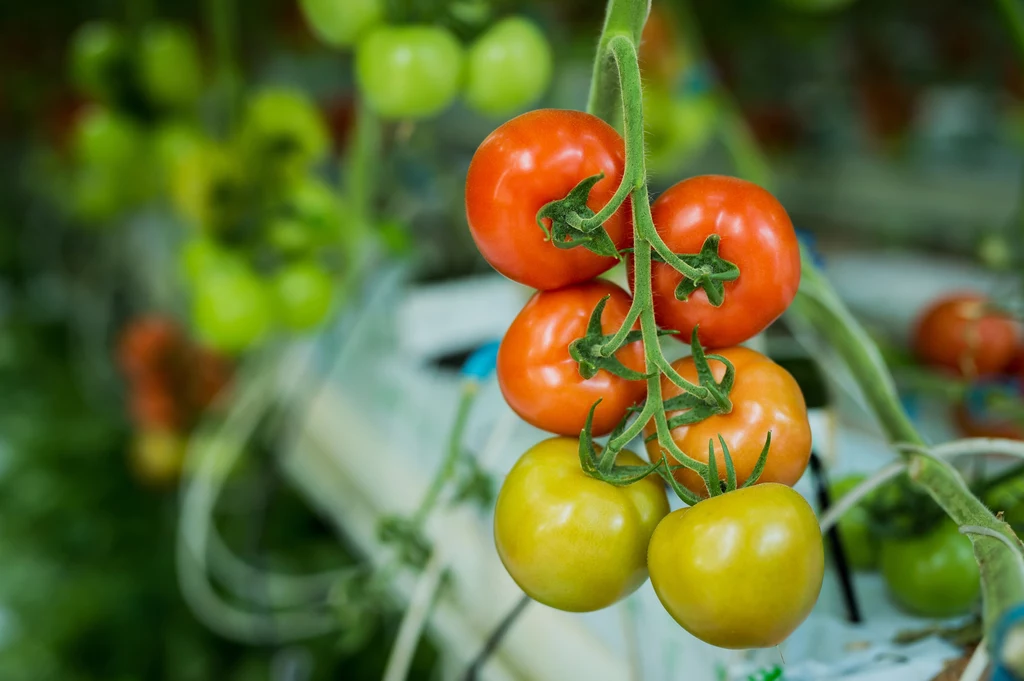W Polsce na działce czy w ogrodzie można hodować na przykład pomidory. Naturalnie nawożone odwdzięczą się niesamowicie bogatym smakiem i zapachem