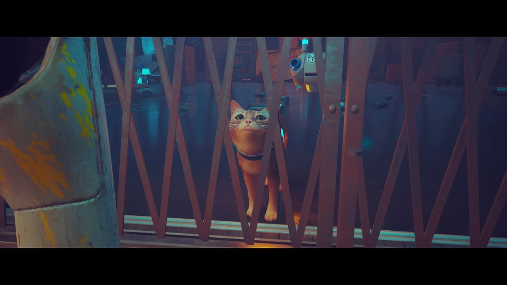 Stray Stray