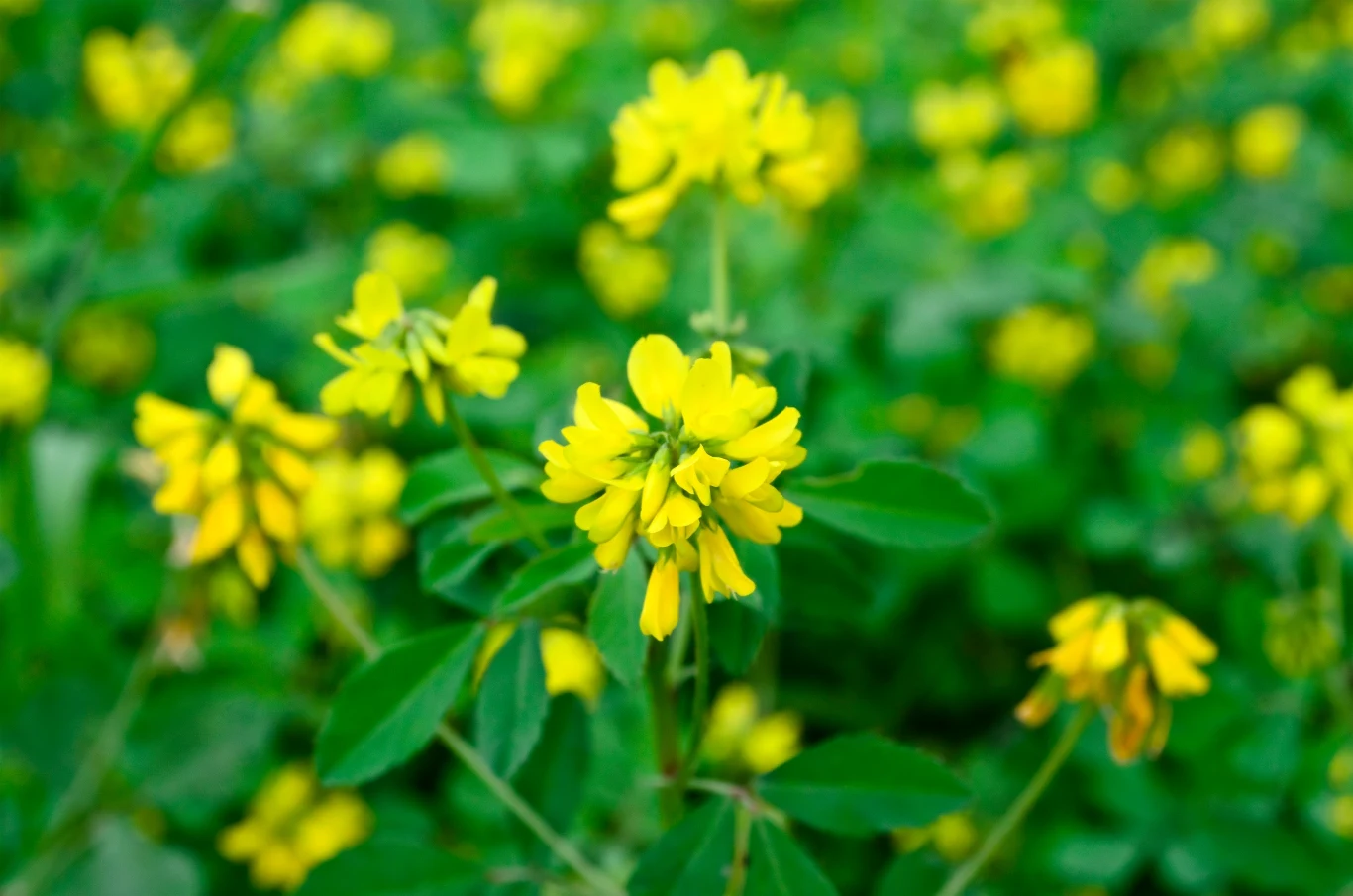 Kozieradka to w naszym kraju wciąż mało znana roślina