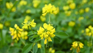 Ta roślina to eliksir młodości. Zrób z niej maseczkę, a skóra będzie gładka jak jedwab