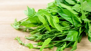 Surowcem leczniczym są liście gurmaru. Ta roślina nazywana jest "niszczycielem cukru" nie bez powodu