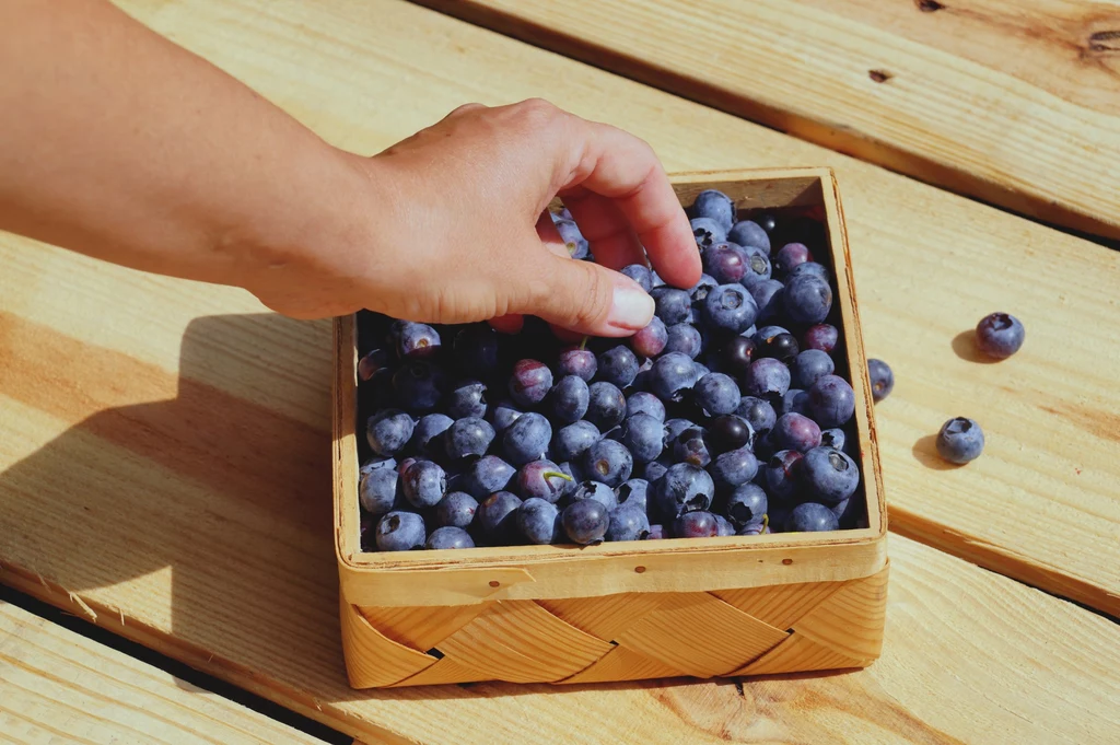 Zachowanie podstawowych zasad uprawy borówki pozwoli ci cieszyć się wybornym smakiem owoców