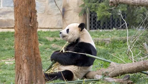 Najstarsza panda wielka w niewoli nie żyje