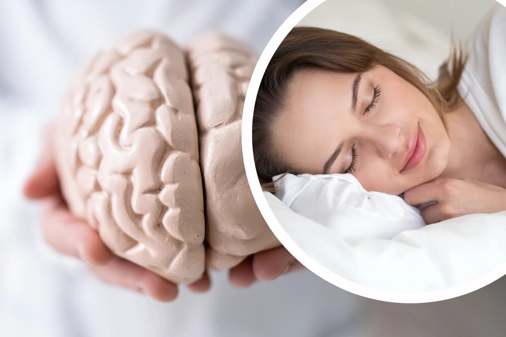 Mózg potrzebuje odpoczynku, inaczej nie będzie w stanie odpowiednio funkcjonować Mózg potrzebuje odpoczynku, inaczej nie będzie w stanie odpowiednio funkcjonować