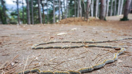 Korowódka dębówka - jej polska nazwa pochodzi od sposobu podróżowania i ulubionego pokarmu