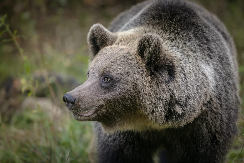 Niedźwiedź, mimo swojego sympatycznego wyglądu, to śmiertelnie niebezpieczny drapieżnik 