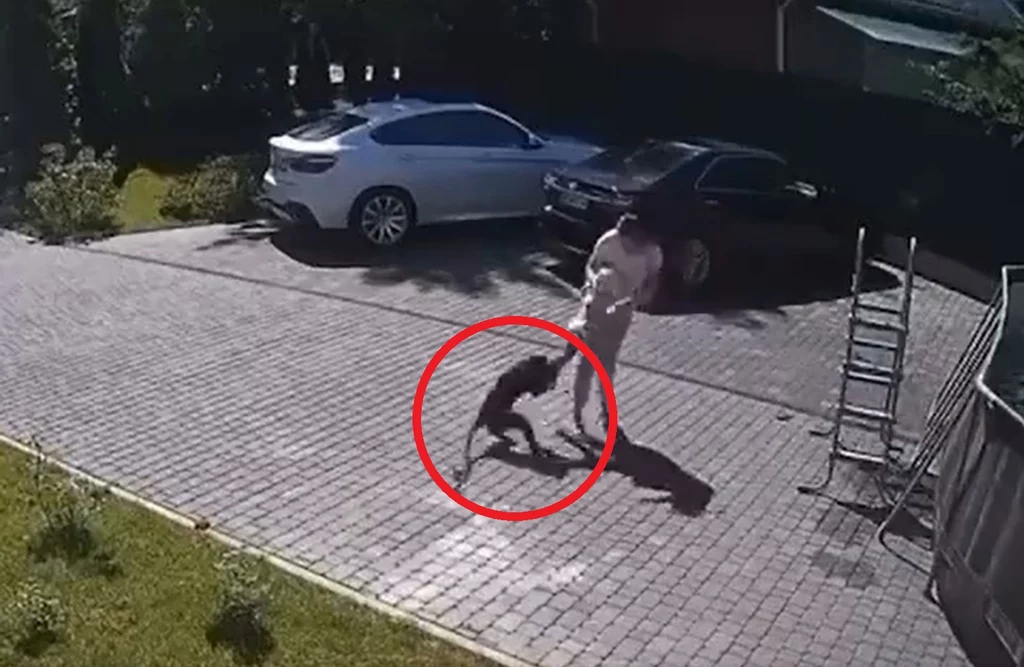 Agresywna małpa zaatakowała dwuletnią dziewczynkę Agresywna małpa zaatakowała dwuletnią dziewczynkę