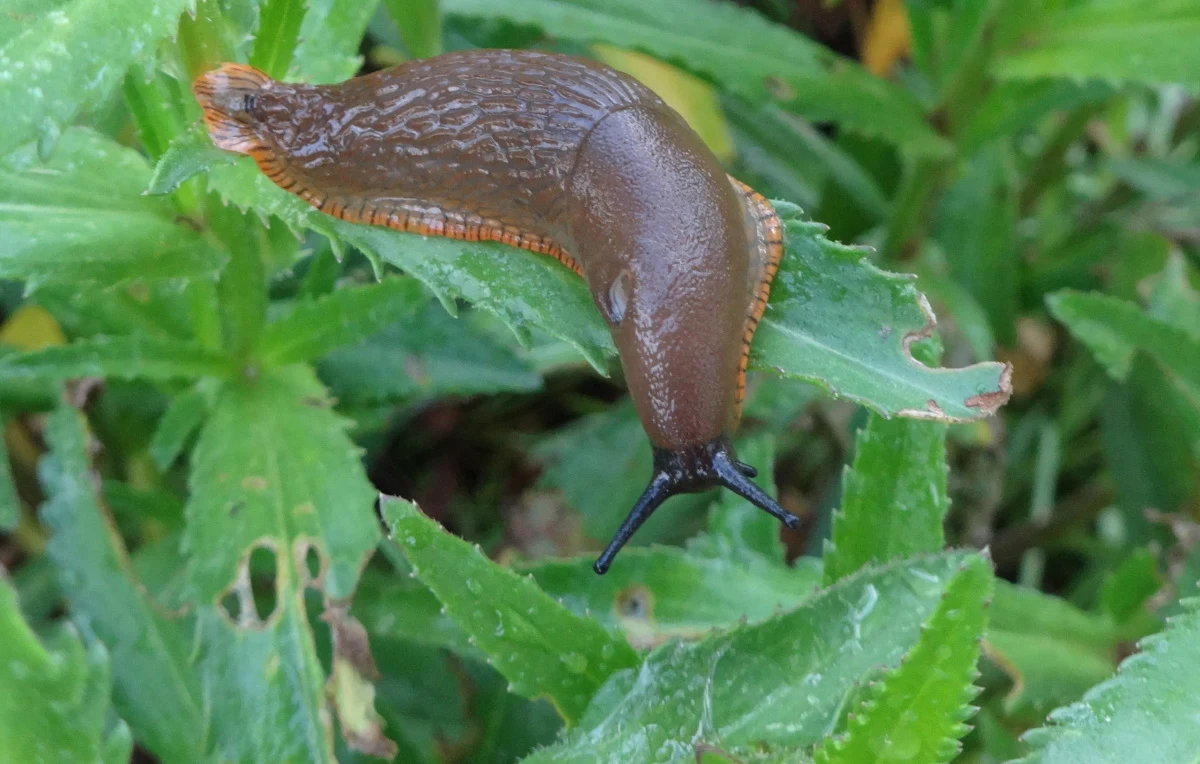 Z pomocą jeża można się pozbyć ślimaków z ogrodu