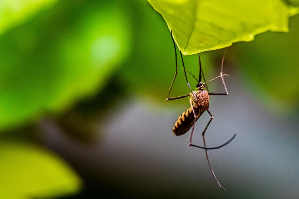 Na świecie żyje kilka tysięcy gatunków komarów. Uciążliwi krwiopijcy na szczęście stanowią mniejszość z nich
