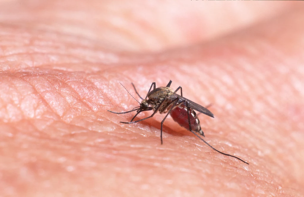 Choć komary są dla ludzi bardzo uciążliwe, to dla środowiska są niezbędne. Ich brak może mieć poważne skutki