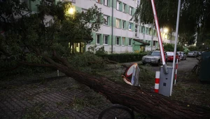 Powalone w wyniku gwałtownej nawałnicy drzewo na jednym z osiedli w Krakowie