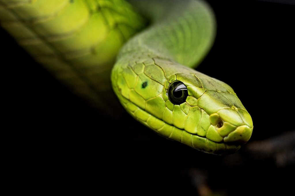 Dzięki działalności egzotarium w Lublinie udało się już uratować tysiące zwierząt egzotycznych