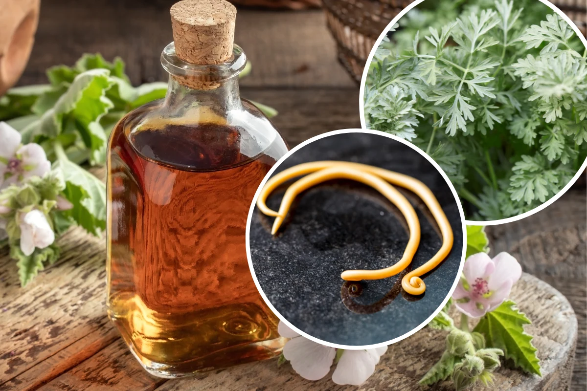 Domowe sposoby na usuwanie pasożytów nie zawsze są zalecane przez lekarzy Domowe sposoby na usuwanie pasożytów nie zawsze są zalecane przez lekarzy