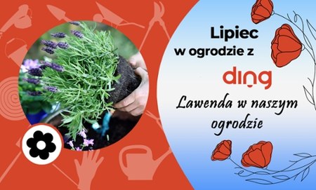 Lawenda w naszym ogrodzie. Sposoby pielęgnacji.