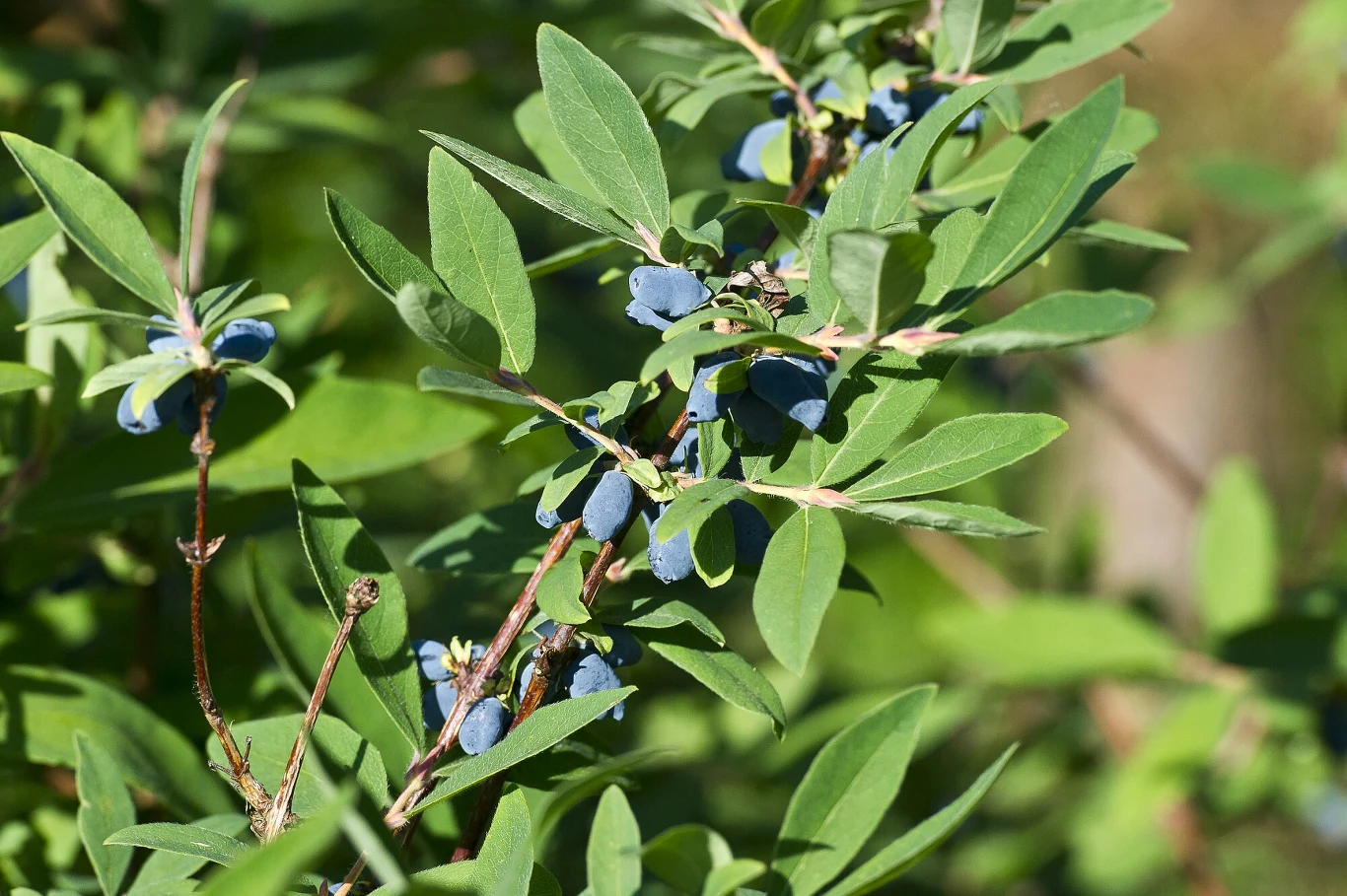 Sadzenie krzewów owocowych wczesną wiosną sprawi, że będą one obficie kwitły i owocowały