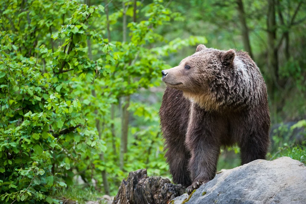 Mimo że w całej Europie populacja niedźwiedzia brunatnego jest całkiem pokaźna, to w Polsce żyje tylko około stu osobników