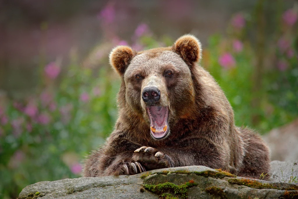 Kiedyś można było je spotkać nawet w Polsce centralnej, ale obecnie większość polskich niedźwiedzi mieszka w Bieszczadach. Mniejszą ostoję mają także w Tatrach