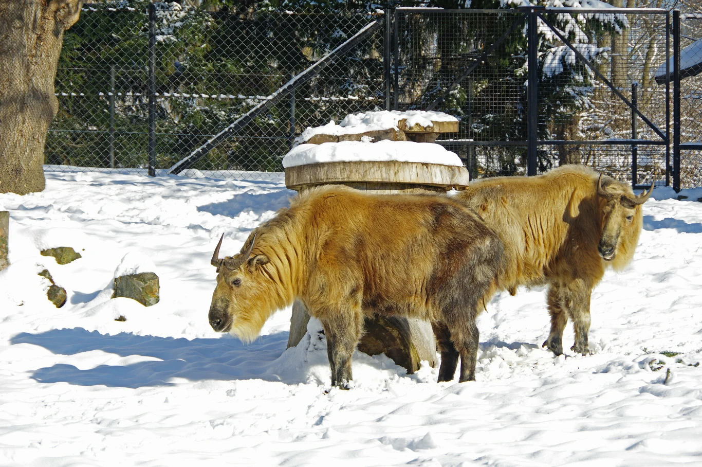 Takin tybetański w niewoli, podgatunek takina złotego