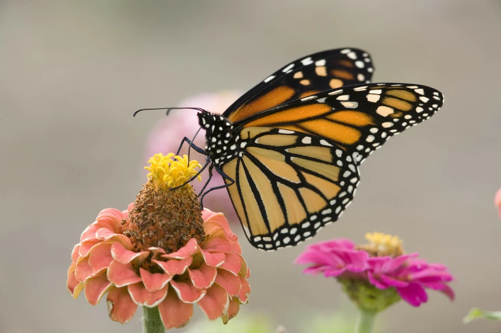 Motyl monarcha/danaid wędrowny zagrożony wyginięciem