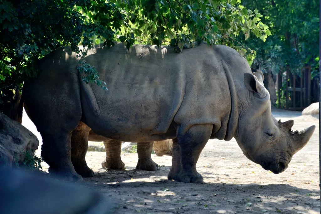 Kłusownicy polują na nosorożce, aby sprzedawać ich rogi. Zagrożony wyginięciem jest nosorożec jawajski