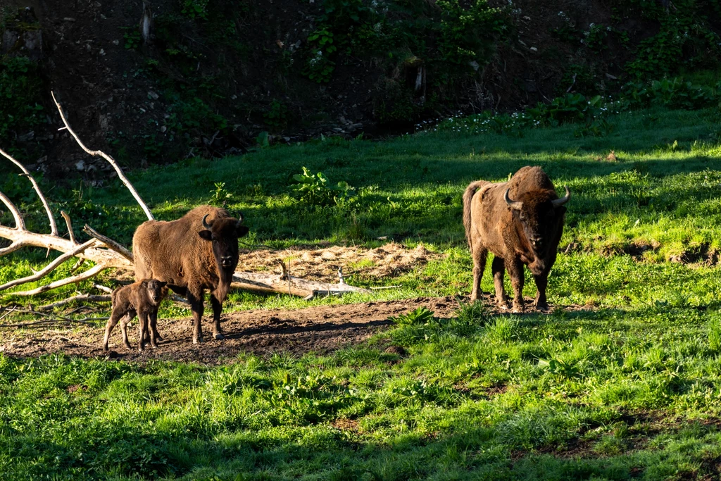 Będąc w Bieszczadach warto odwiedzić zagrodę żubrów w Mucznem