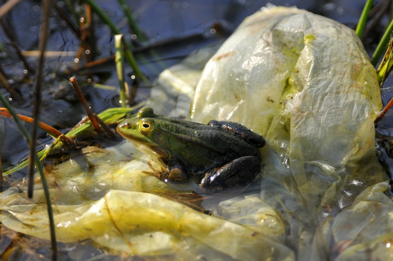 Płazy w obecnych czasach nie mają łatwo Płazy w obecnych czasach nie mają łatwo